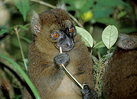 Bambus-Lemur